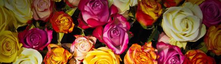 valentines roses