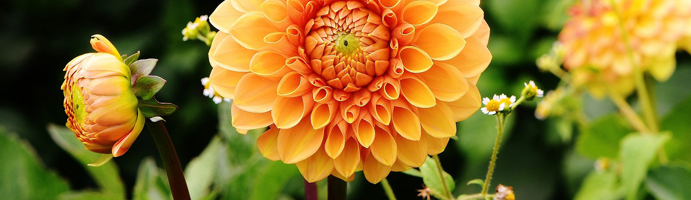 dahlia-summertime-flowers