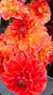 Dahlia Season!

#theflowerstandchelsea #dahliaseason #dahliabouquets #dahlialovers #londonluxuryflorist
